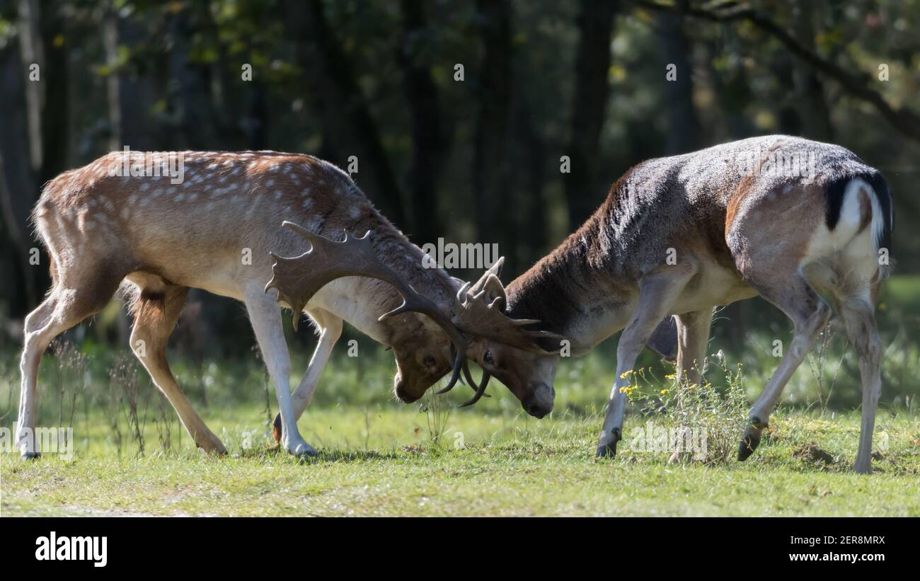 She's mine! No she's mine! Let's fight for it! Who will win? A fight between two fallow deer during rutting season, photographed in the Netherlands. Stock Photo