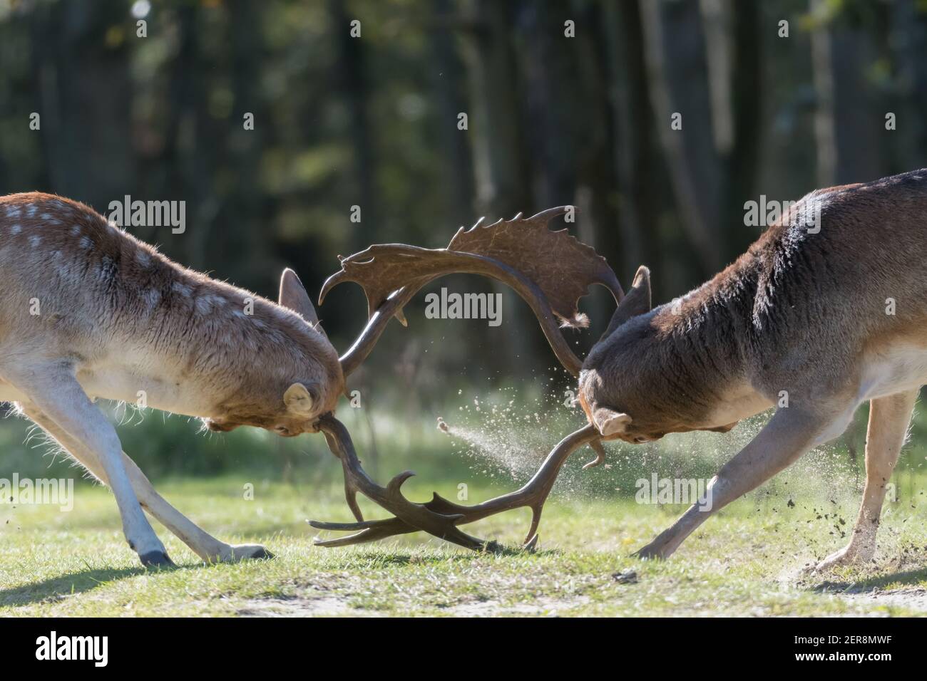 She's mine! No she's mine! Let's fight for it! Who will win? A fight between two fallow deer during rutting season, photographed in the Netherlands. Stock Photo