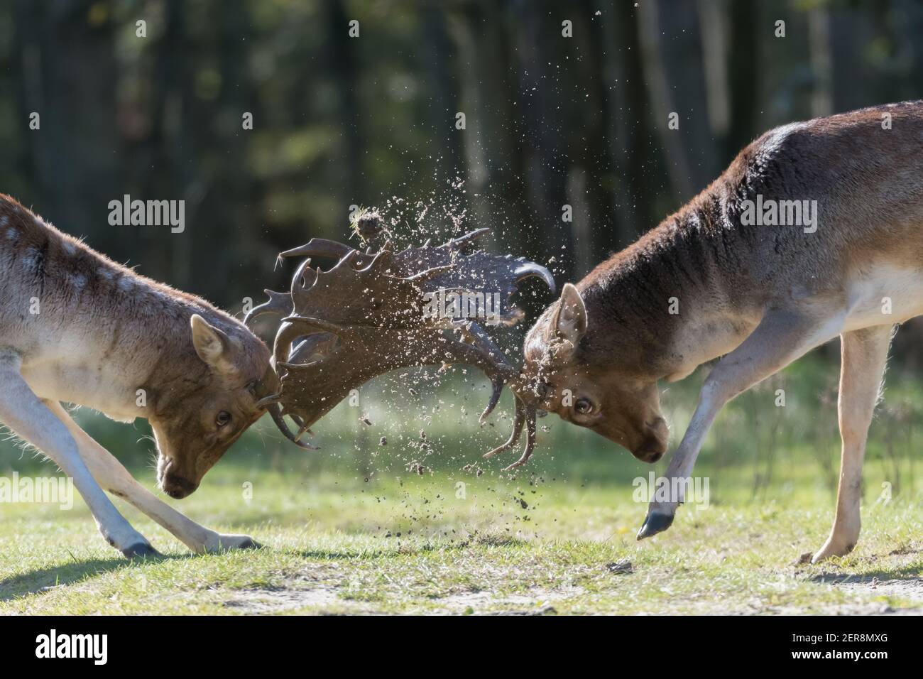 She's mine! No she's mine! Let's fight for it! Who will win? A fight between two fallow deer during rutting season, photographed in the Netherlands. Stock Photo