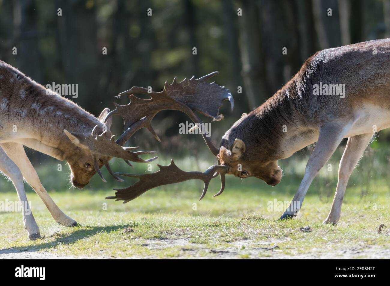 She's mine! No she's mine! Let's fight for it! Who will win? A fight between two fallow deer during rutting season, photographed in the Netherlands. Stock Photo