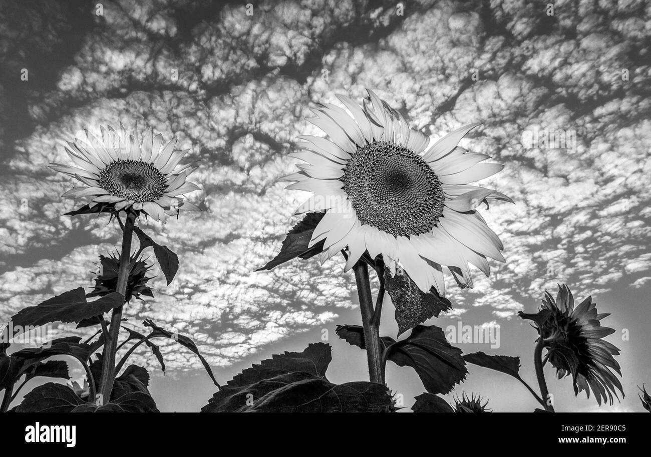 White sunflowers in garden Black and White Stock Photos & Images - Alamy