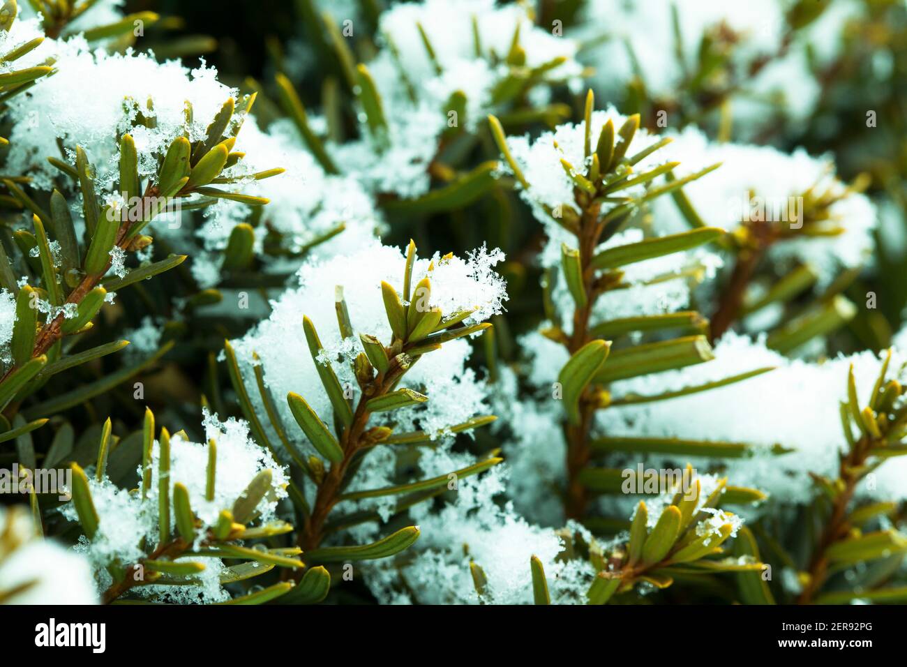 Yew leaves in snow in the winter, New England, US Stock Photo