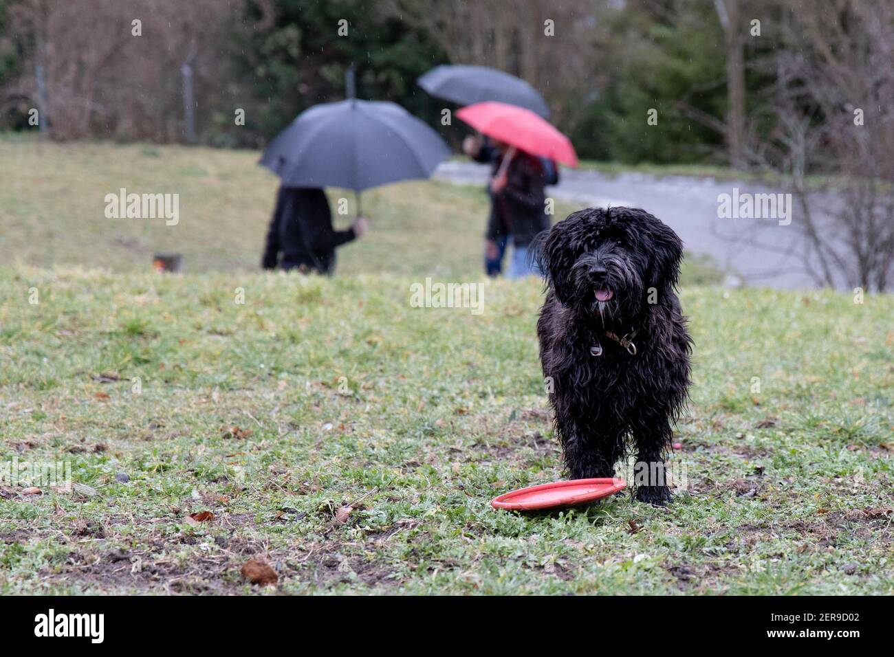 Black Labradoodle Umbrella Black Labradoodle Umbrella