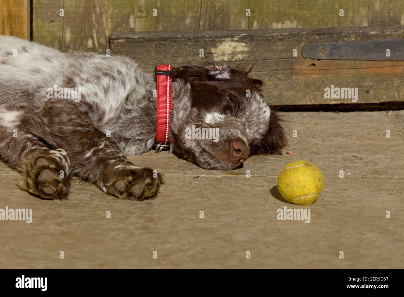 Sleeping cocker spaniel puppy next to ball Stock Photo