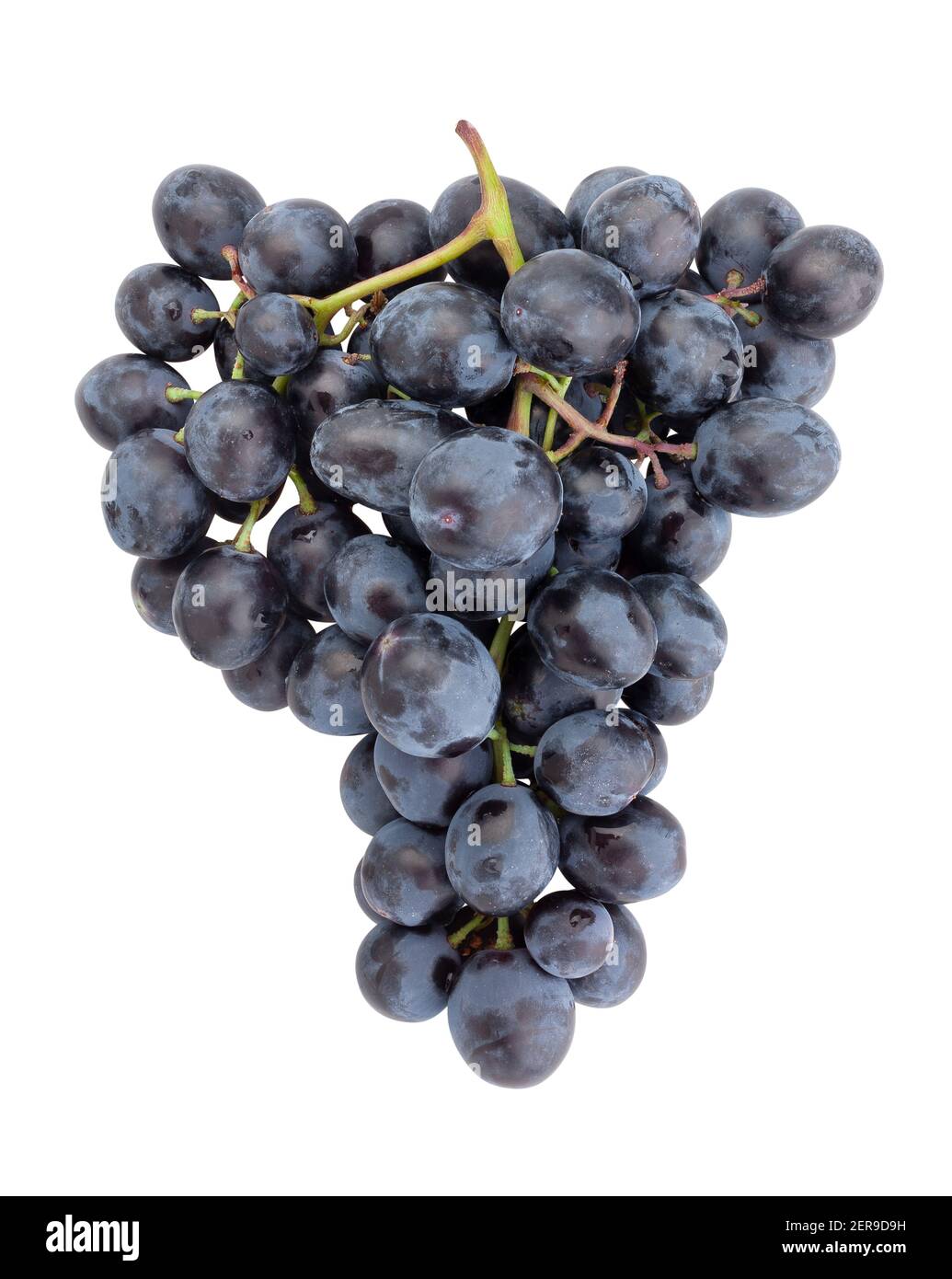 blue grape path isolated on white Stock Photo