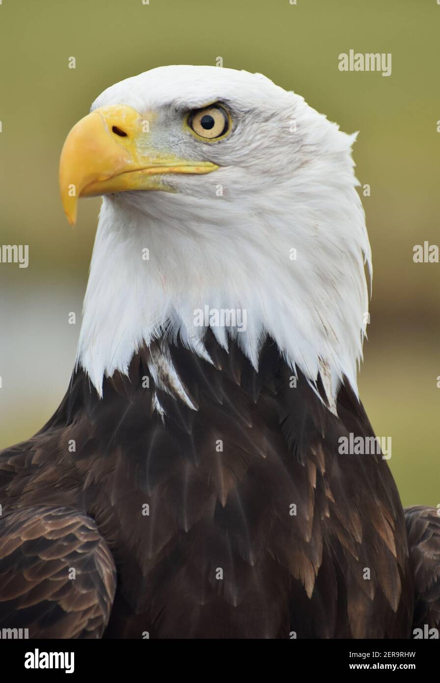A Bald Eagle (Haliaeetus leucocephalus) with a green forest background. Stock Photo
