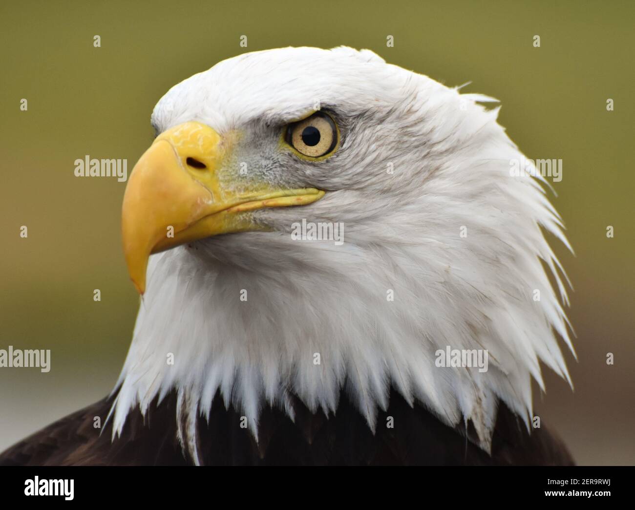 A Bald Eagle (Haliaeetus leucocephalus) with a green forest background. Stock Photo