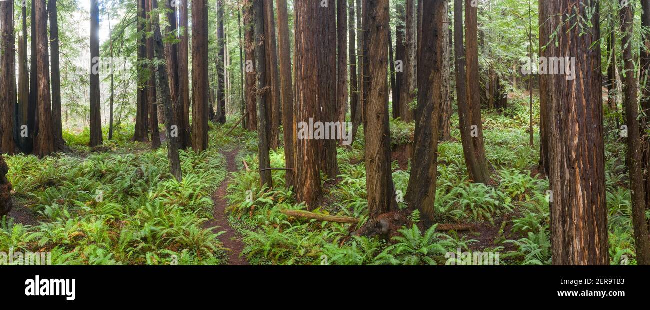 Coastal Redwood trees, Sequoia sempervirens, thrive in a healthy forest