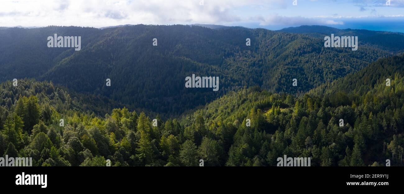 Coastal Redwood trees, Sequoia sempervirens, thrive in a healthy forest in Mendocino, California