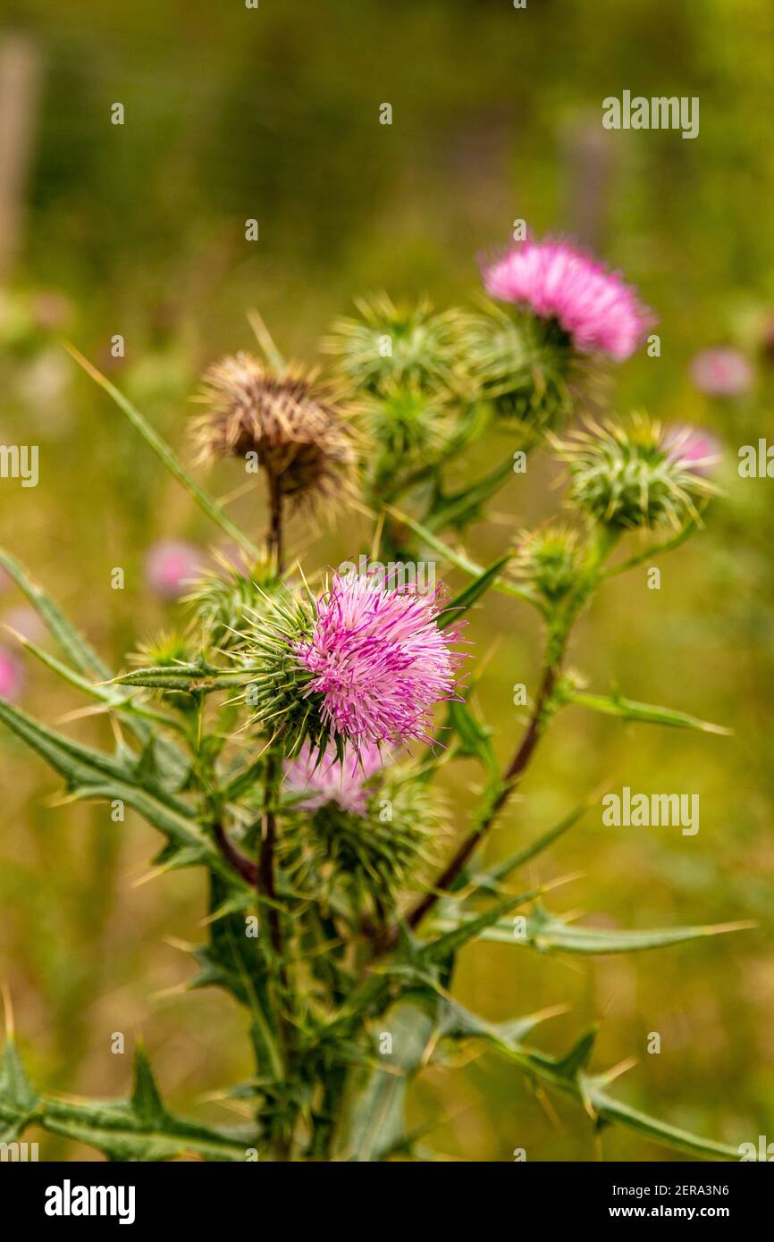 Detail of some pink thistle flowers in a branch against a blurry green background Stock Photo