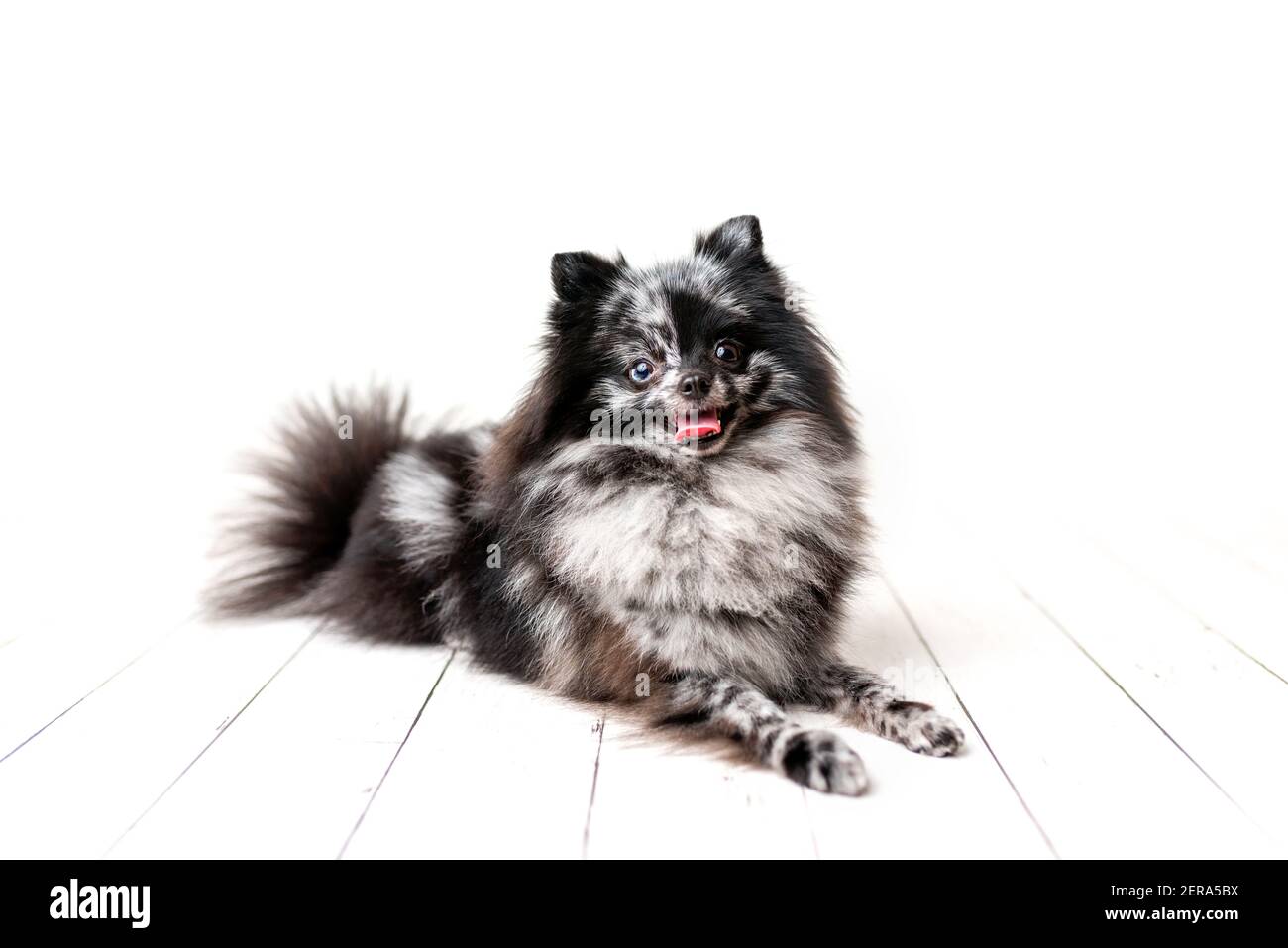 Pomeranian Merle color dog sitting, obedient little dog in a photography studio Stock Photo