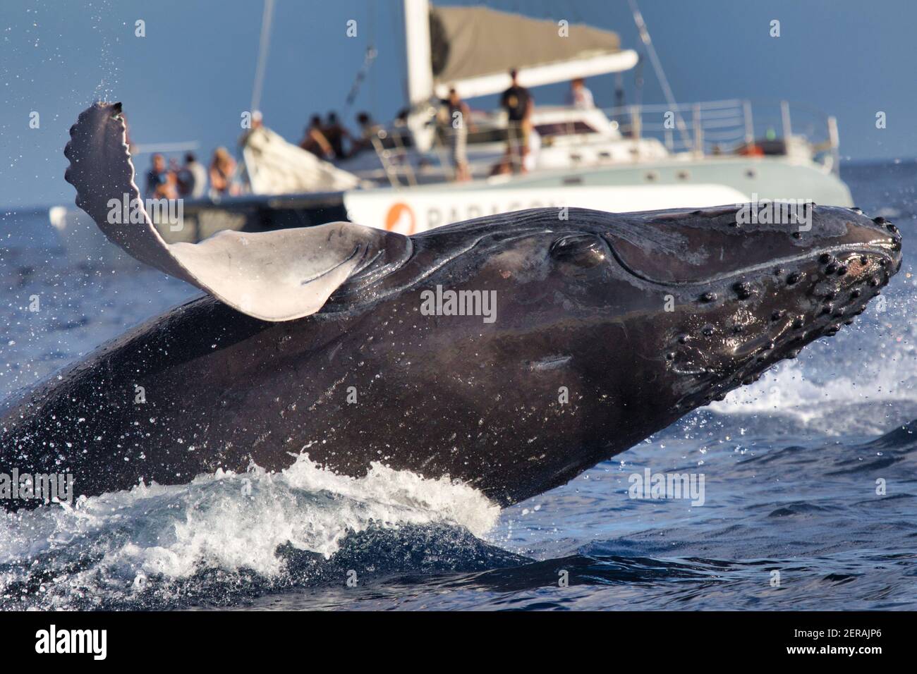 Huge humpback whales breaching very close and unexpectantly in front of a whale watch boat. Stock Photo