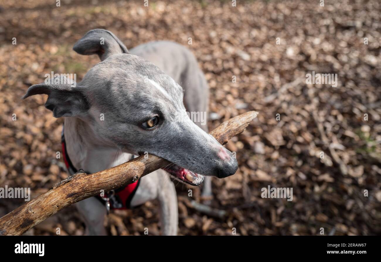 Whippet dog chewing a small branch Stock Photo Alamy