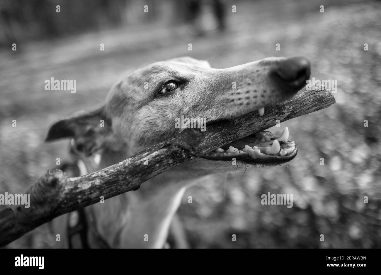Whippet dog chewing a small branch Stock Photo Alamy