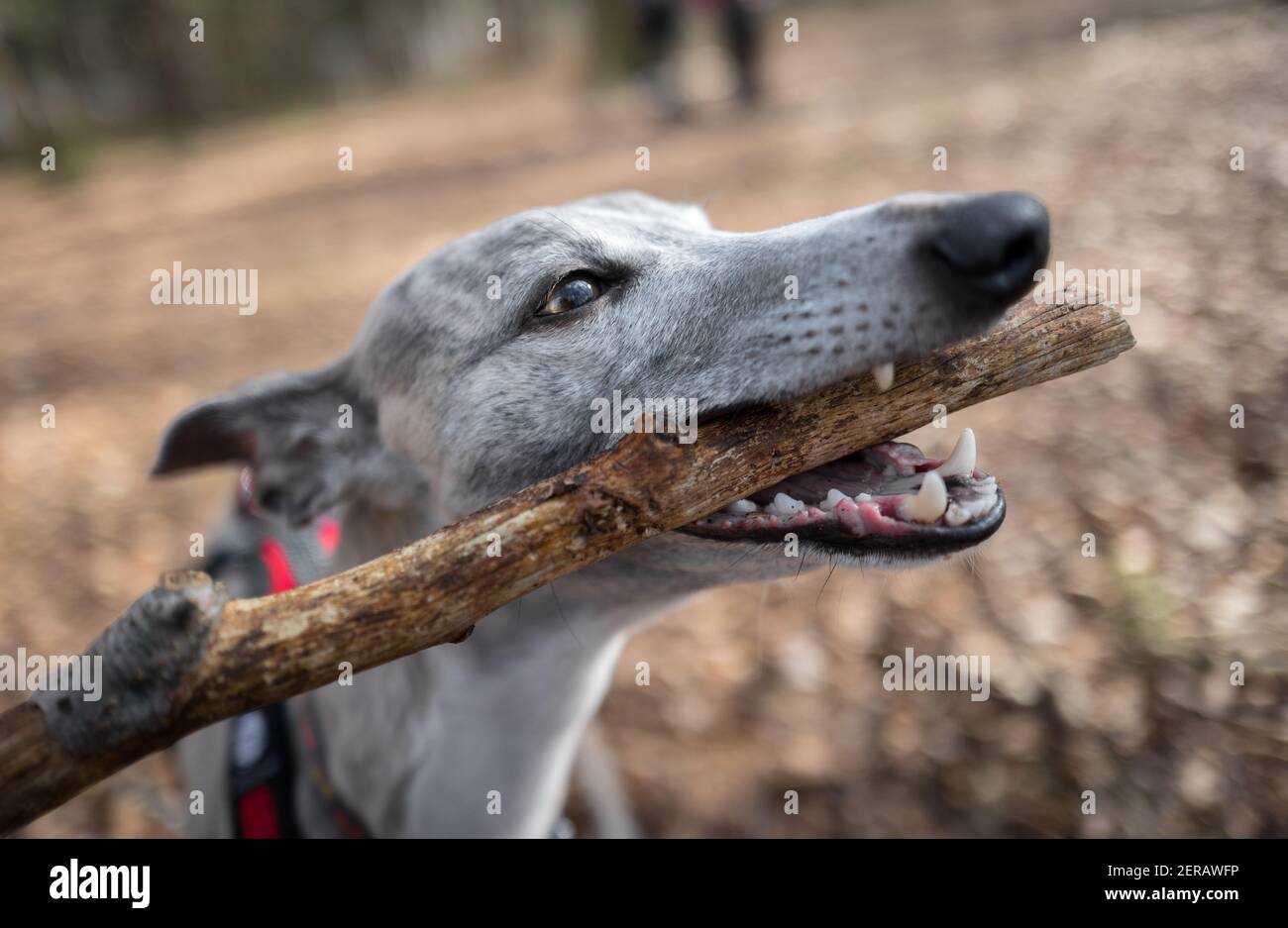 Dog eating branch hires stock photography and images Alamy