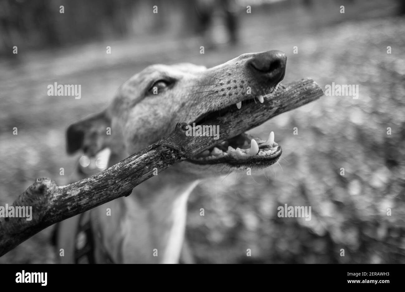 Dog eating stick Black and White Stock Photos & Images Alamy