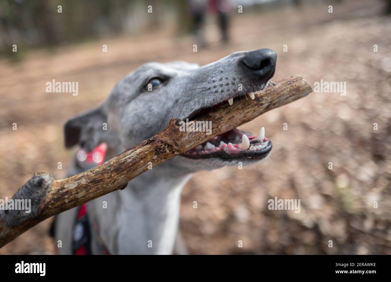 Dog eating stick hires stock photography and images Alamy