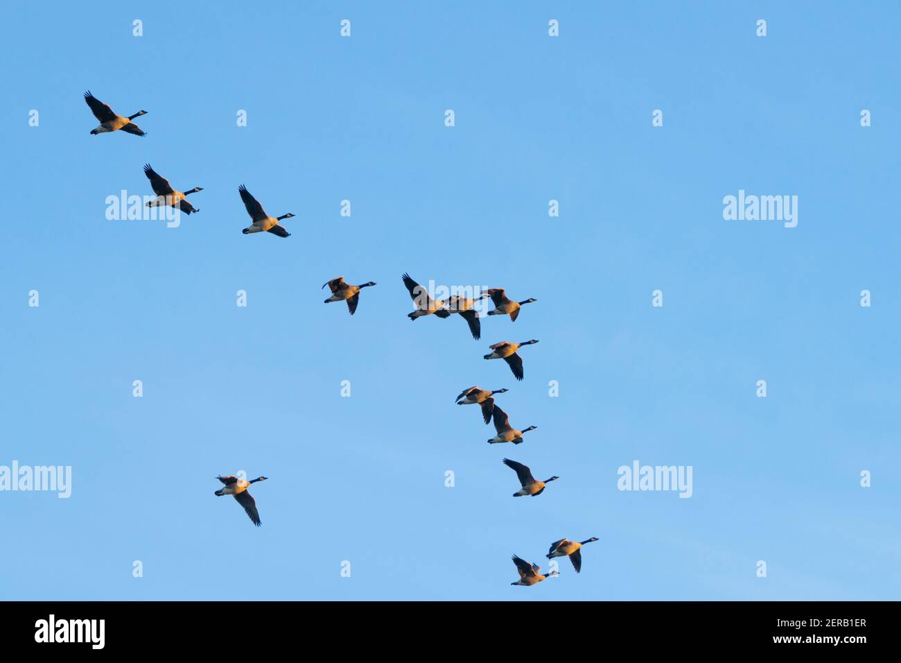 Canada geese migration england hot sale
