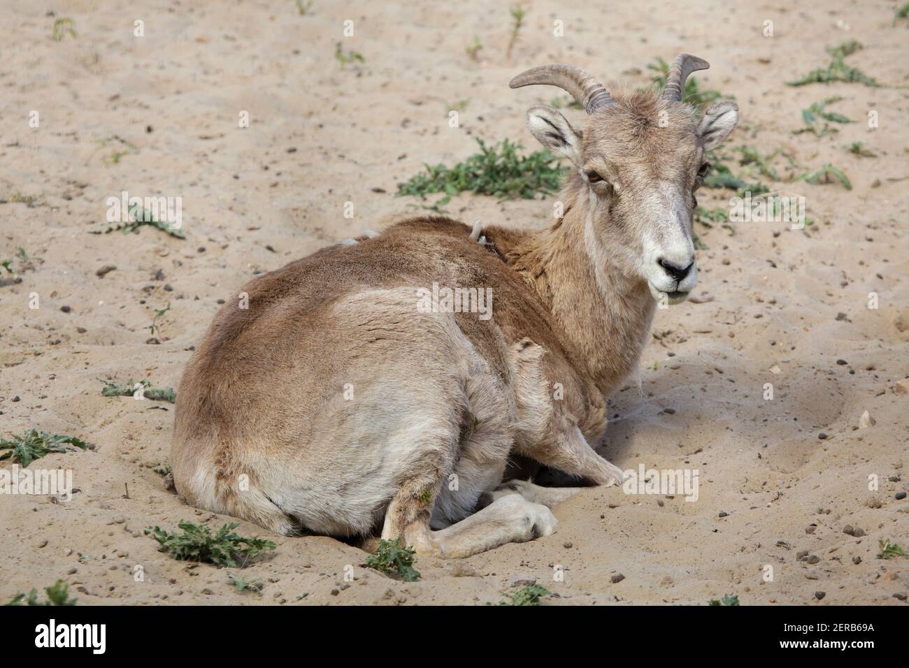 Marco Polo sheep (Ovis ammon polii), also known as the Pamir wild sheep. Stock Photo