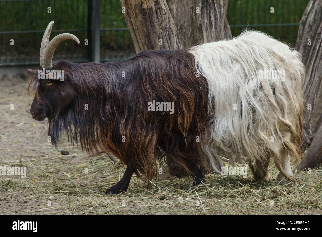 Valois goat (Capra aegagrus hircus). Stock Photo