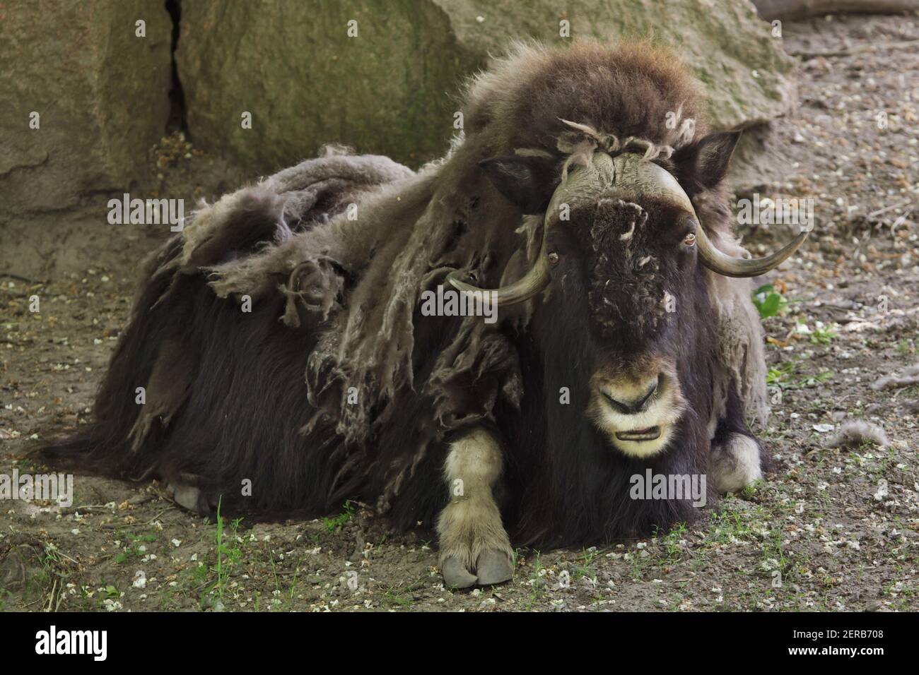 Alaska musk ox (Ovibos moschatus moschatus), also known as the Canadian muskox. Stock Photo