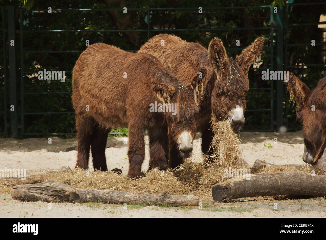 Poitou donkey (Equus asinus asinus), also known as the Poitevin donkey. Stock Photo