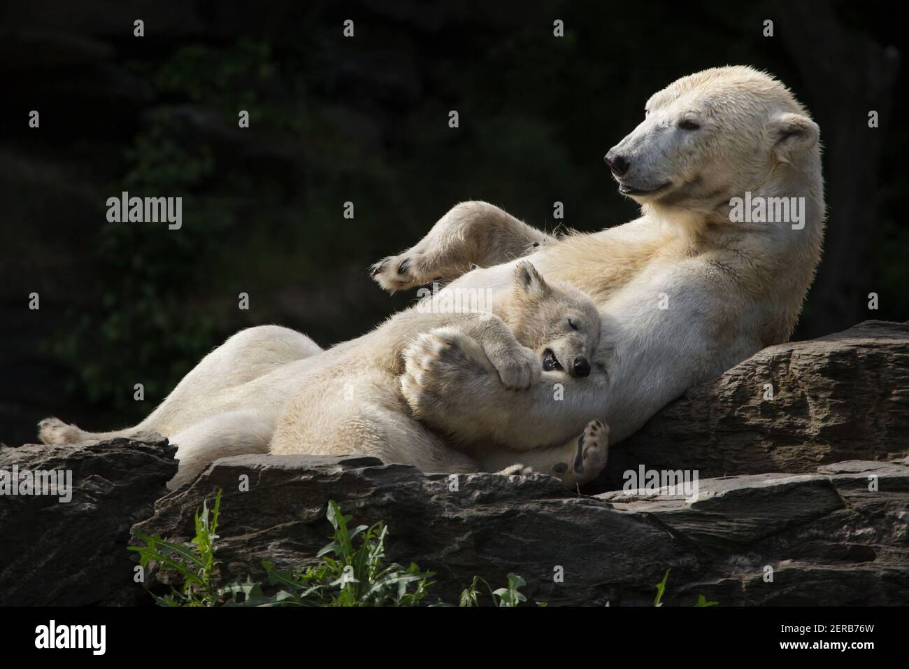 Polar bear (Ursus maritimus) with its cub at Tierpark Berlin in Berlin, Germany. Female polar bear Hertha was born on 1st December 2018 to her mother Tonja and father Wolodja. Stock Photo