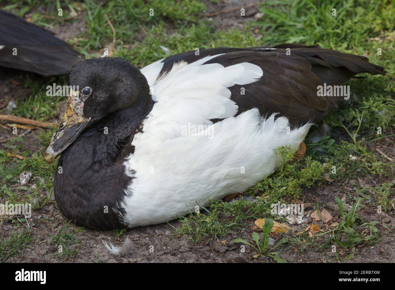Magpie goose (Anseranas semipalmata). Stock Photo