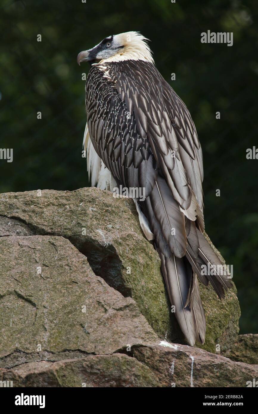 Bearded vulture (Gypaetus barbatus), also known as the lammergeyer. Stock Photo