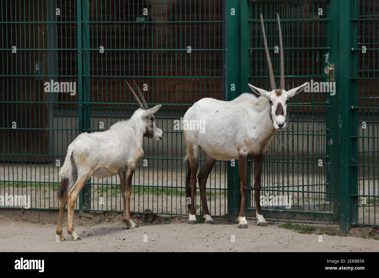 Arabian oryx (Oryx leucoryx), also known as the white oryx at Tierpark Berlin in Berlin, Germany. Stock Photo
