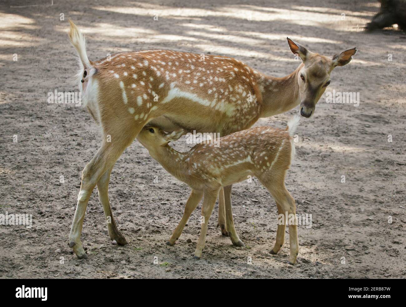 Persian fallow deer (Dama dama mesopotamica) feeding its newborn calf. Stock Photo