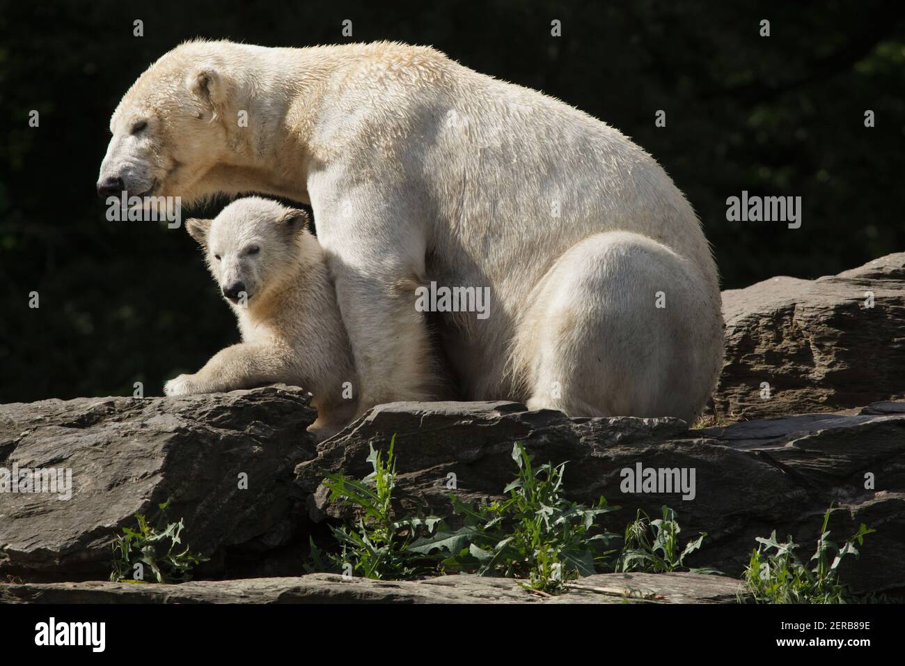 Cub Germany Polar Bear Cub Born At Zoo In Germany – CDEK