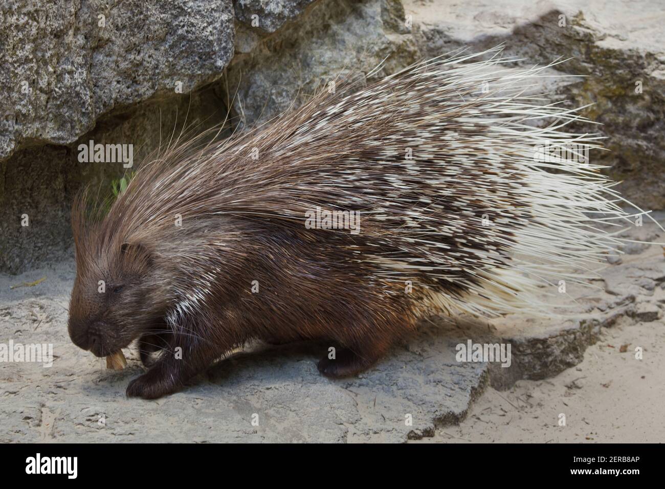 Indian crested porcupine (Hystrix indica), also known as the Indian porcupine. Stock Photo
