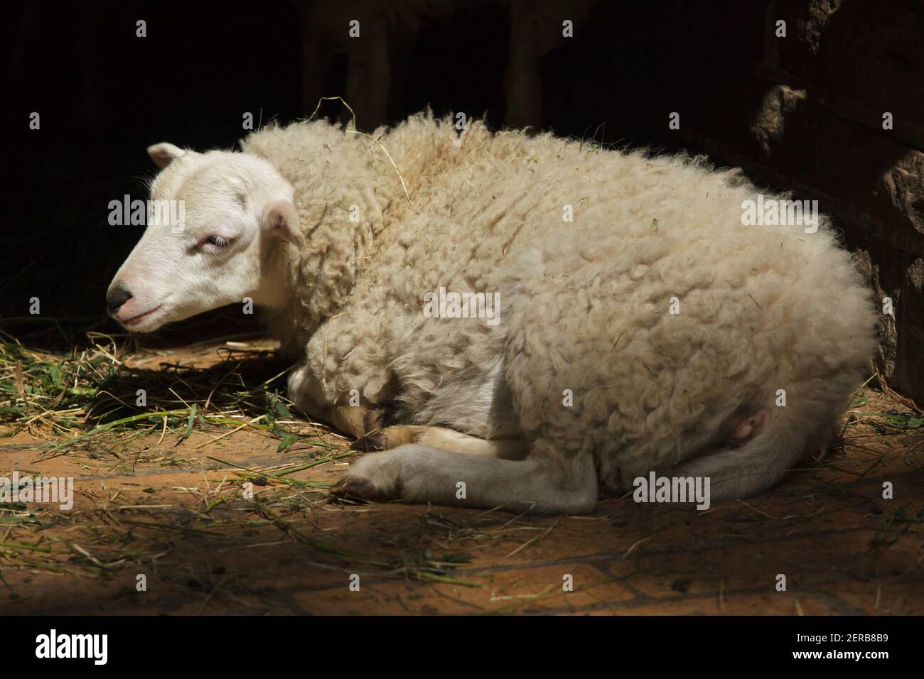 Skudde sheep (Ovis aries). Domesticated animal. Stock Photo