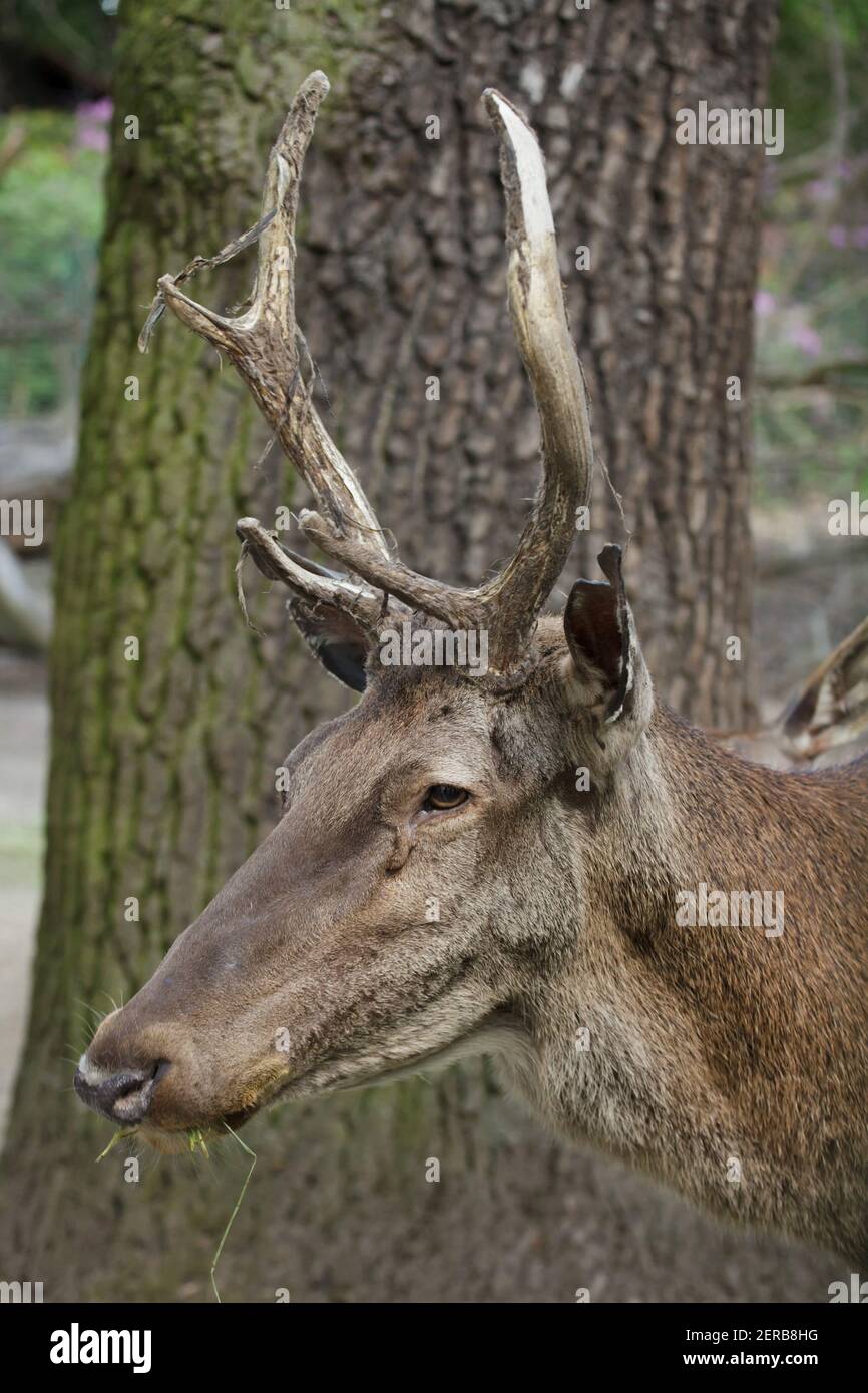 Barbary stag (Cervus elaphus barbarus), also known as the Atlas deer. Stock Photo