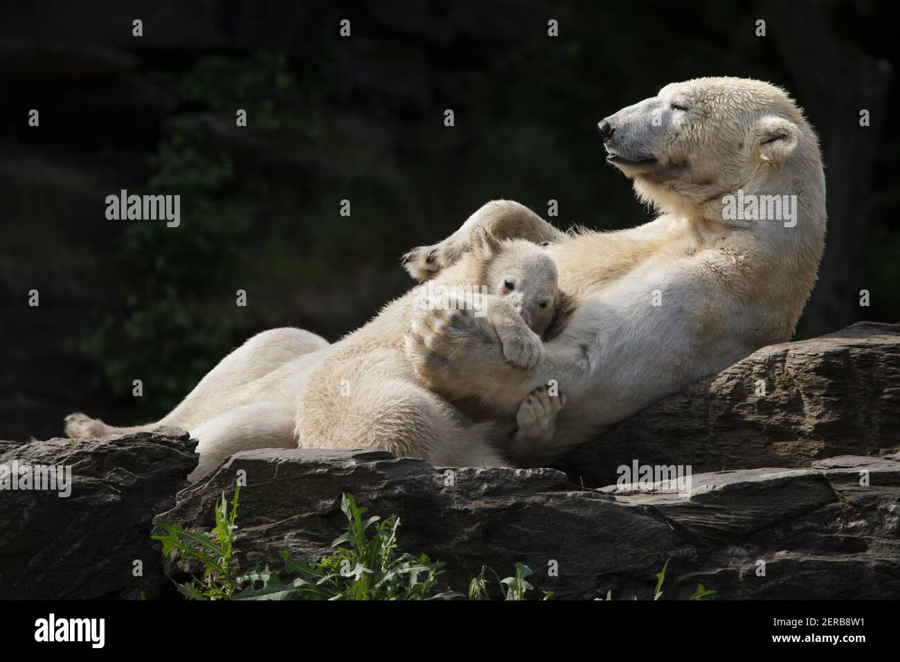 Polar bear (Ursus maritimus) with its cub at Tierpark Berlin in Berlin, Germany. Female polar bear Hertha was born on 1st December 2018 to her mother Tonja and father Wolodja. Stock Photo