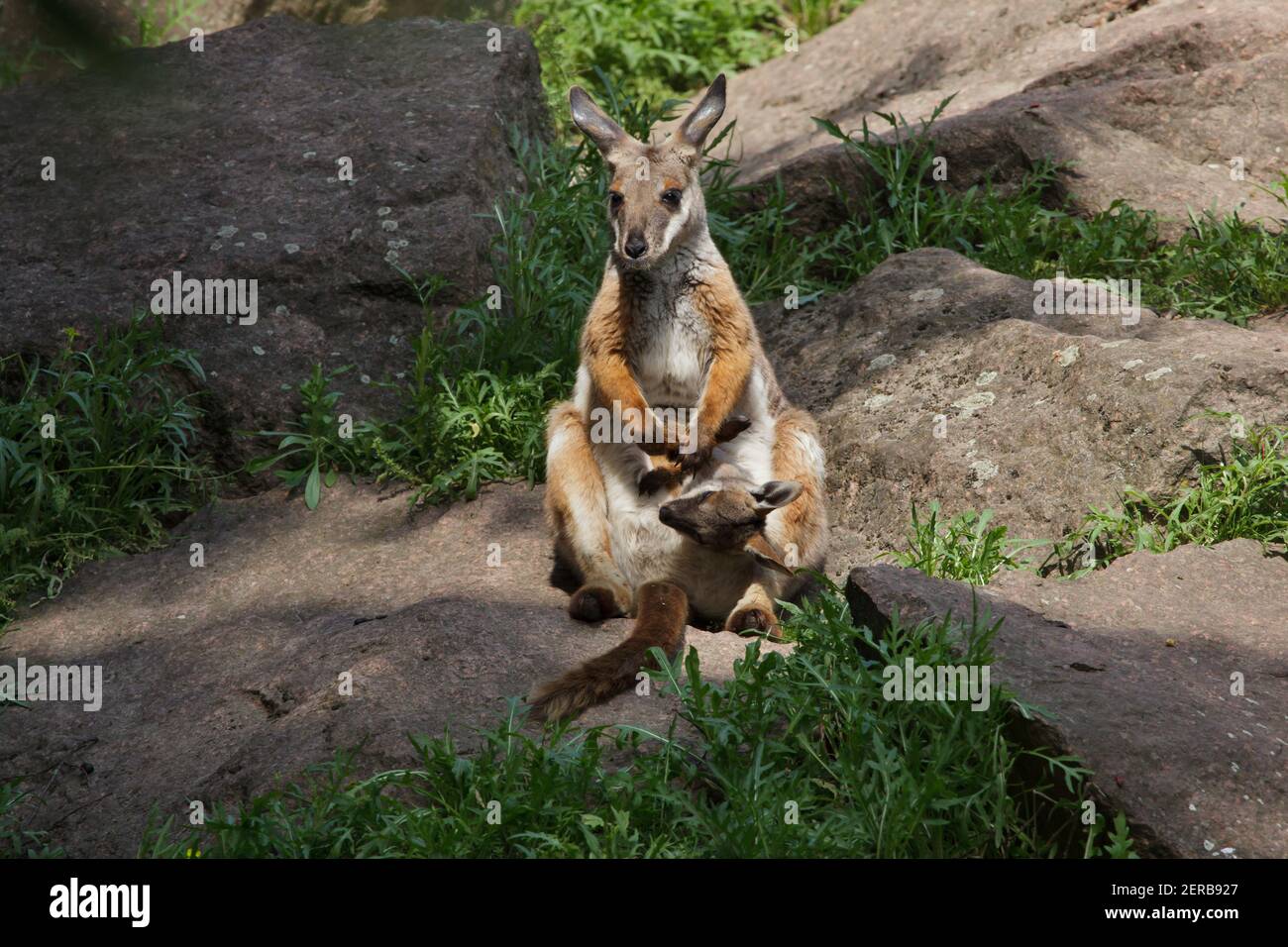 Yellow-footed rock-wallaby (Petrogale xanthopus xanthopus). Stock Photo