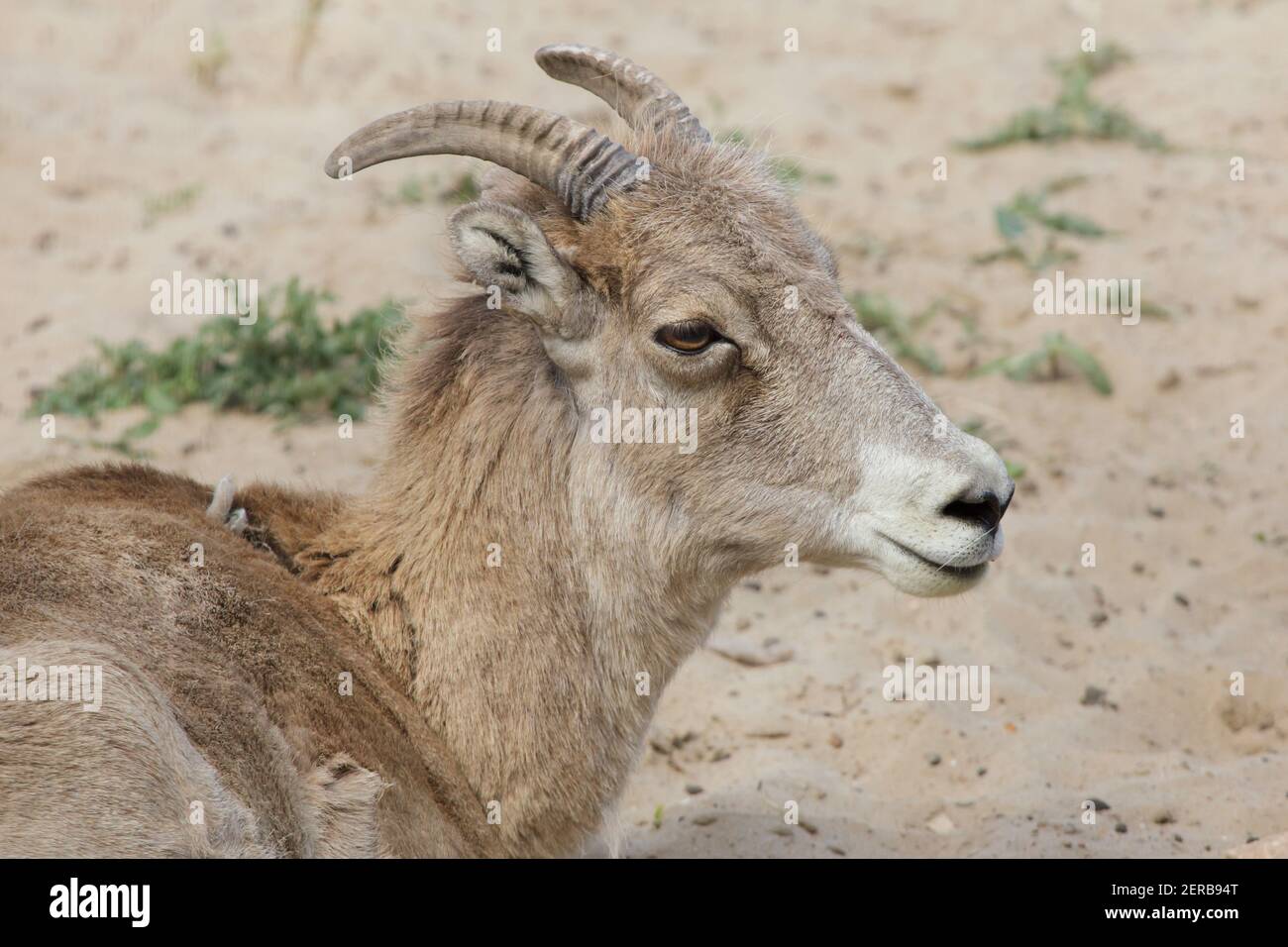 Marco Polo sheep (Ovis ammon polii), also known as the Pamir wild sheep. Stock Photo