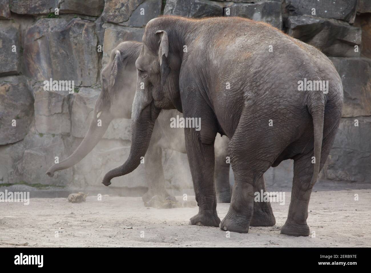 Indian elephant (Elephas maximus indicus) at Tierpark Berlin in Berlin, Germany. Stock Photo
