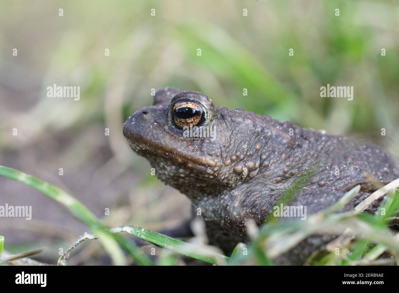 Close up of a male European common toad , Bufo bufo in the garden Stock Photo