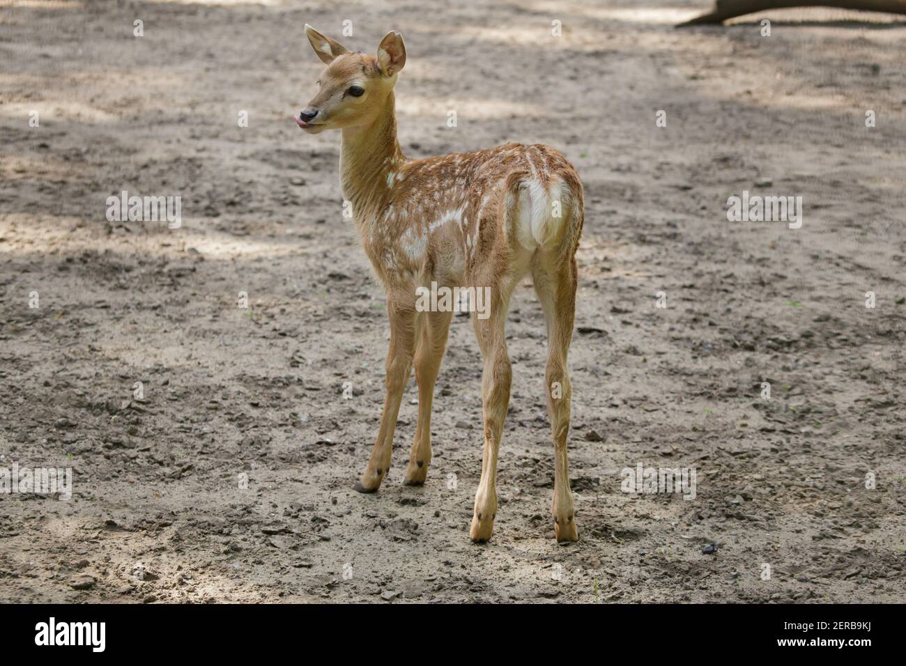 Persian fallow deer (Dama dama mesopotamica) newborn calf. Stock Photo