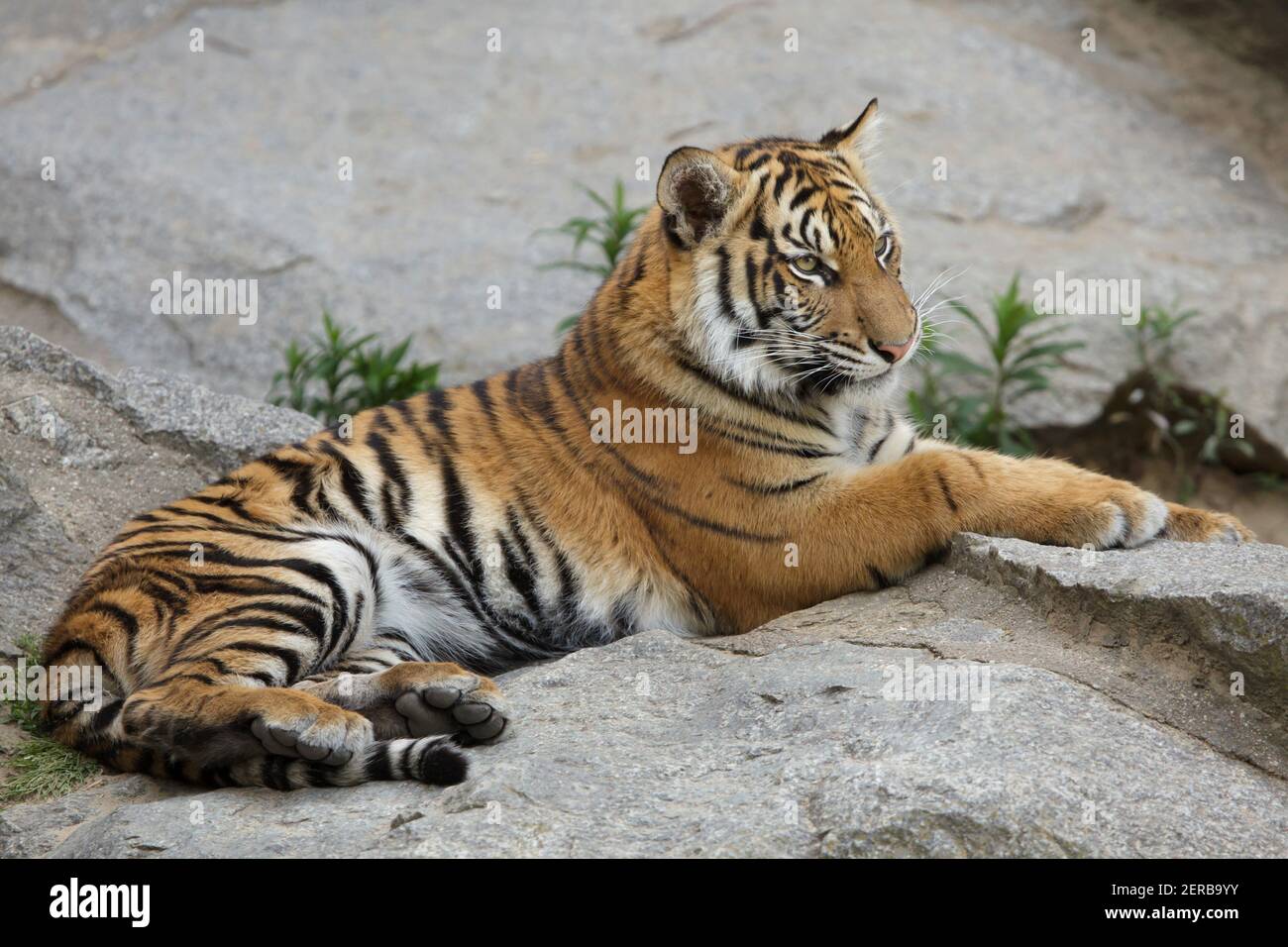 Sumatran tiger cub (Panthera tigris sumatrae) at Tierpark Berlin in Berlin, Germany. Stock Photo
