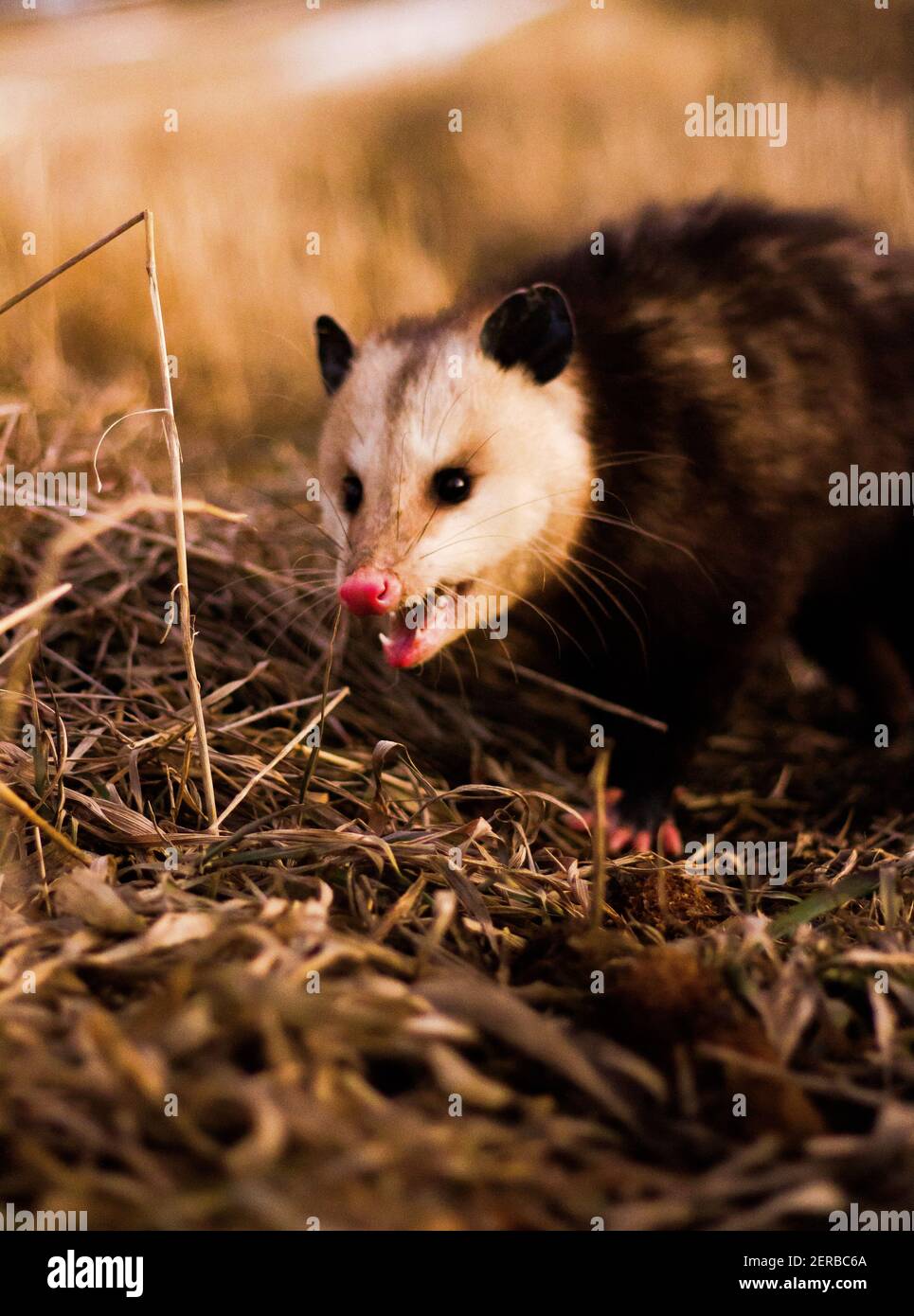 https://c8.alamy.com/comp/2ERBC6A/opossum-2ERBC6A.jpg