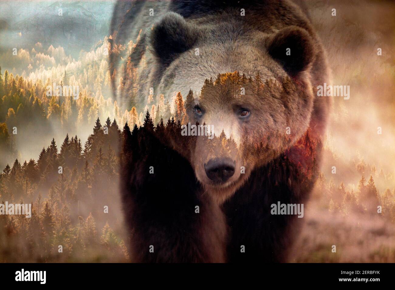 double exposure of brown bear and forest wildlife conservation Stock ...