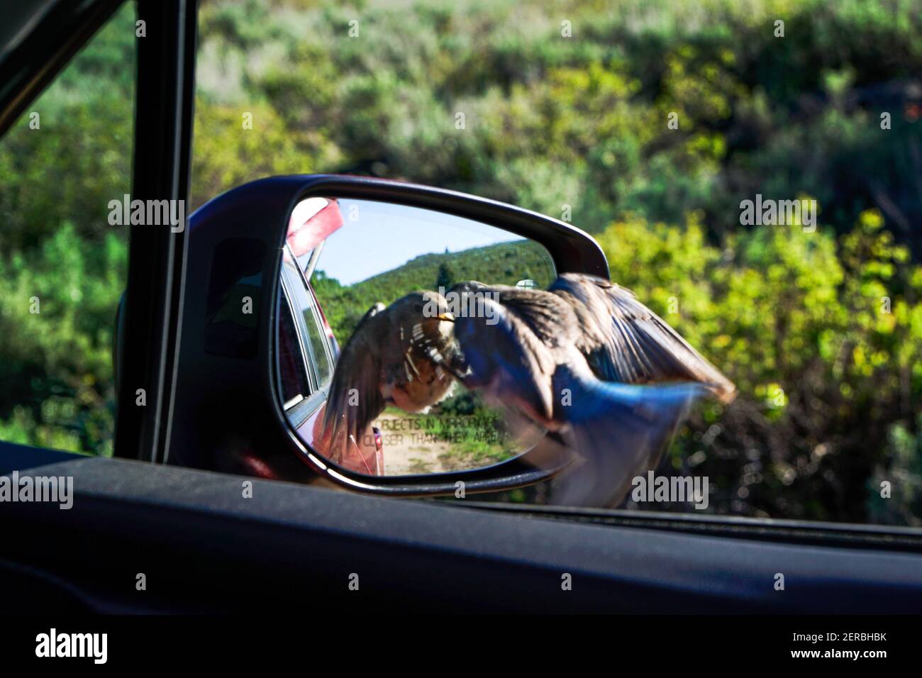 An angry female Mountain Bluebird (Sialia arctcia)  looks for adversary along the Elma Goodman Mountain Bluebird Trail. Stock Photo