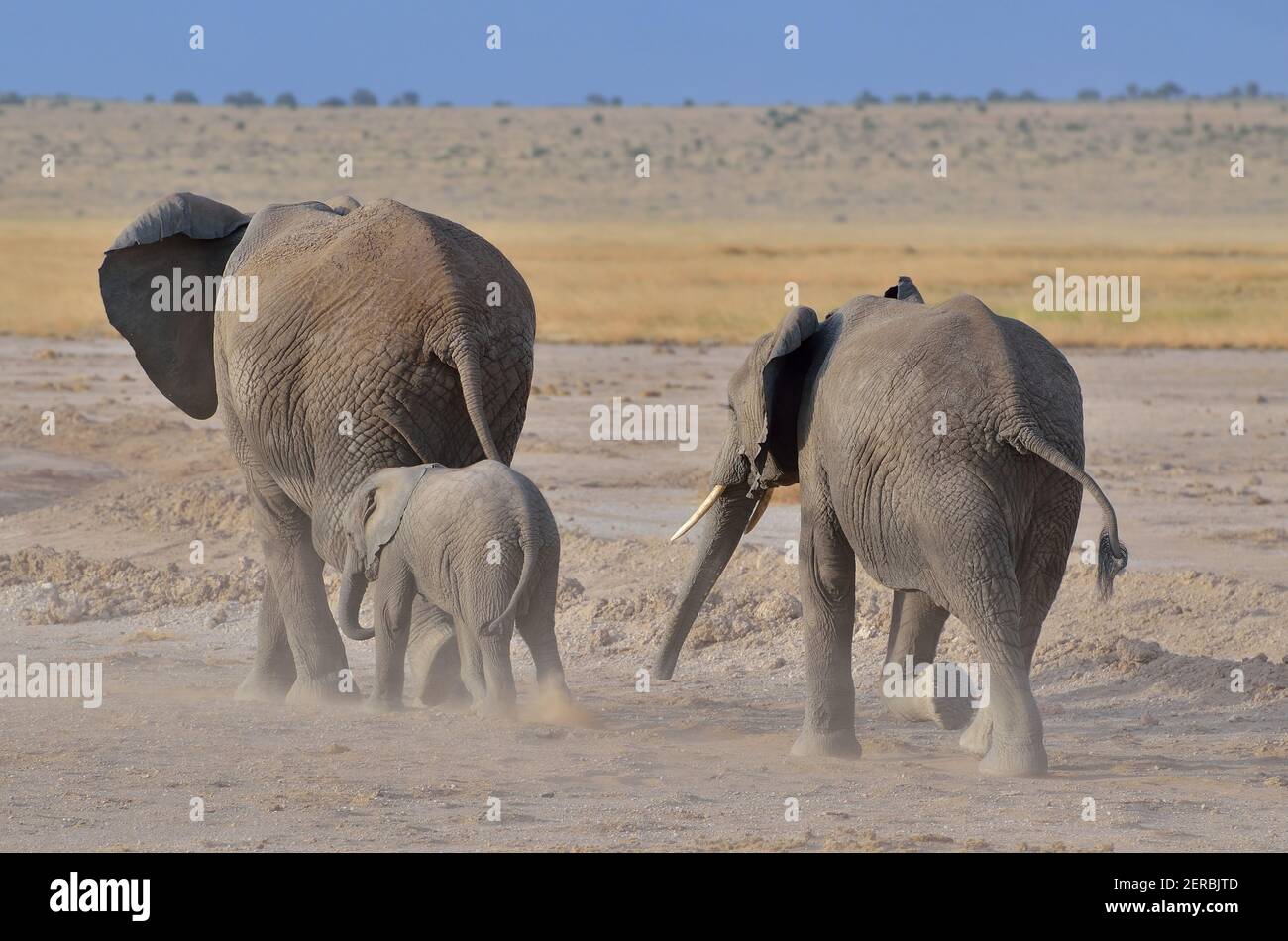 Elephants - Amboseli - Kenya 2012 Stock Photo