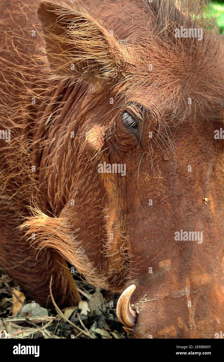 Warthog - Ngutuni - Kenya 2012 Stock Photo