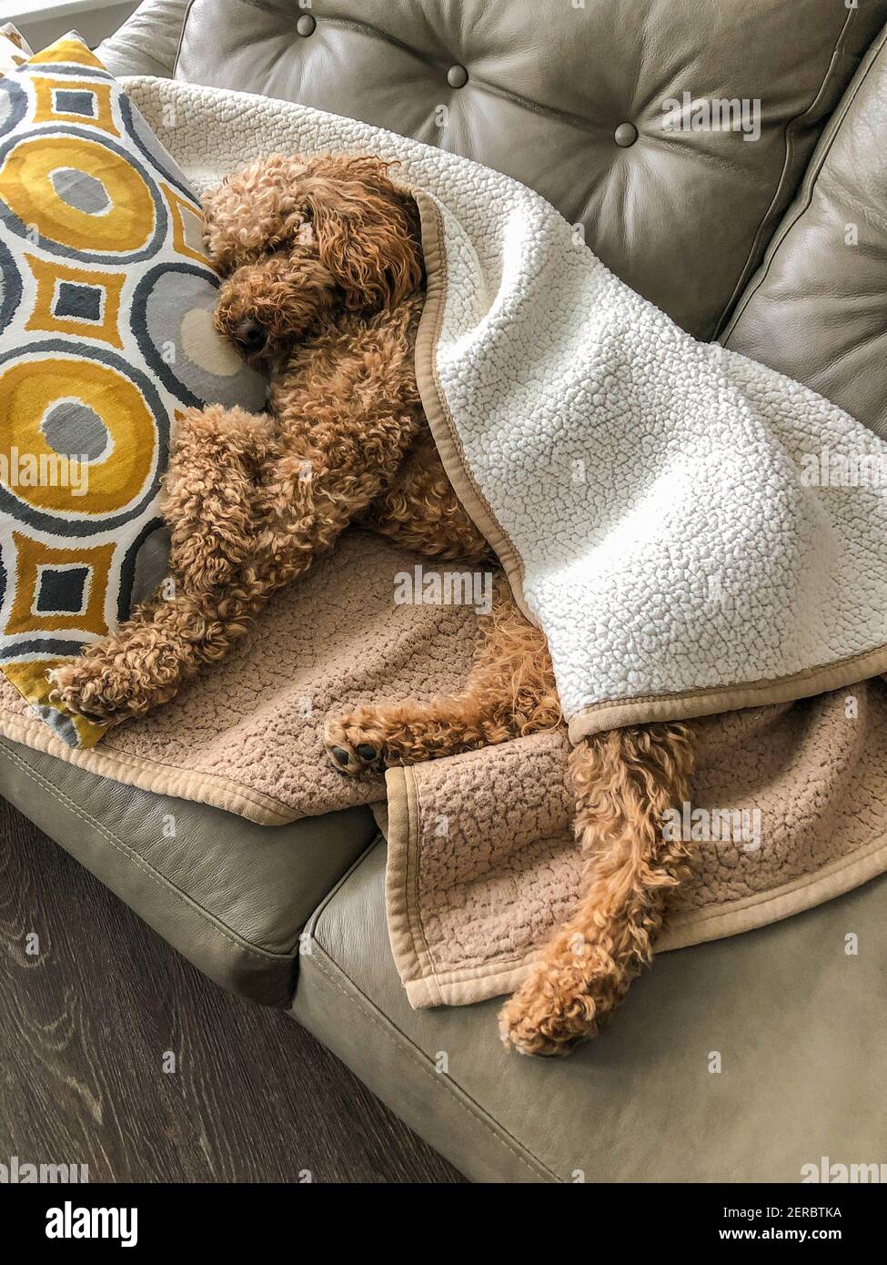 Cocker Labradoodle Australian Labradoodle is a mix between the Labrador Retriever, Poodle ...