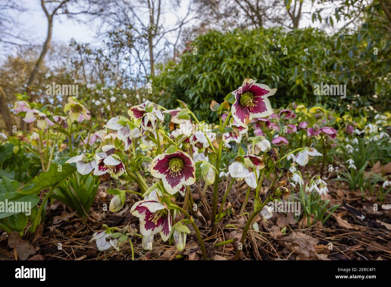 Hybrid hellebore (Christmas rose) with a purple centre in flower in RHS Garden, Wisley, Surrey, south-east England in winter Stock Photo