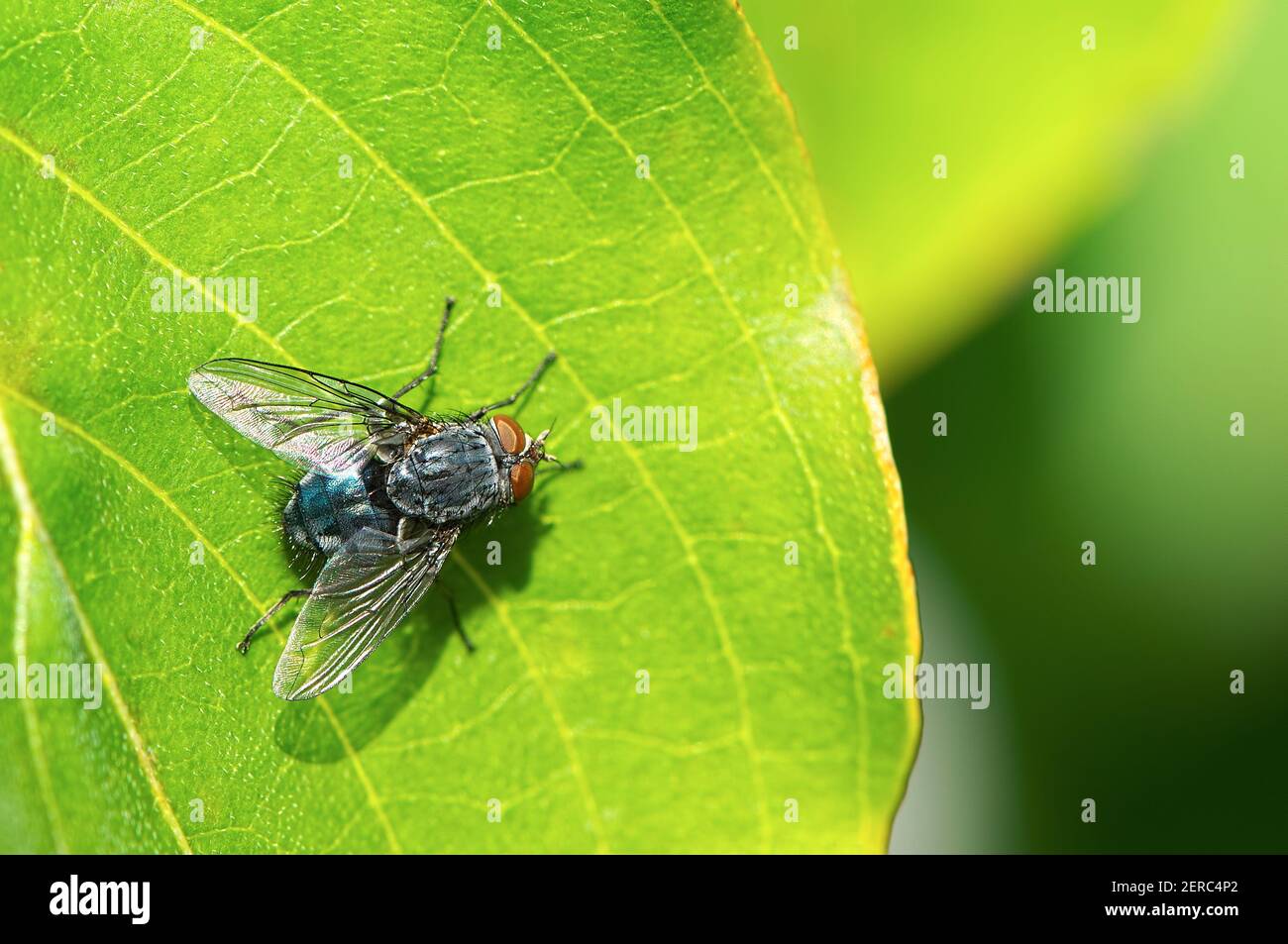 Orange-bearded Bluebottle Fly (Calliphora vomitoria) on a green leaf. Stock Photo